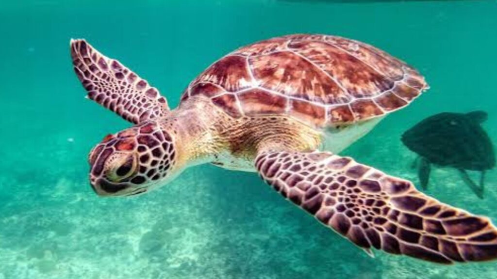 Νεκρή θαλάσσια χελώνα κρεμασμένη σε βράχο στην Πολύαιγο: τι εξετάζεται